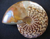 opaleszierende Ammoniten