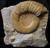 Ammoniten - Malm gamma - Fränkische Schweiz
