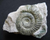 Ammoniten Malm y - Fränkische Schweiz - kleine Grösse