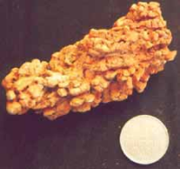 Coprolite from Madagascar