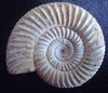 Ammonit natur klein