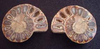Pair of Ammonites