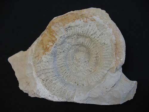 Ammonit - Nummer 4