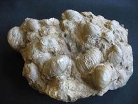 Gryphaea - fossile Muschel aus dem Jura
