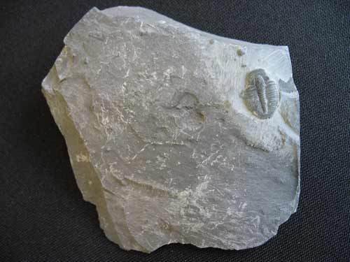 Trilobit aus Utah - Nummer 3