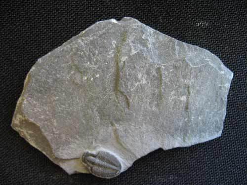 Trilobit aus Utah - Nummer 10