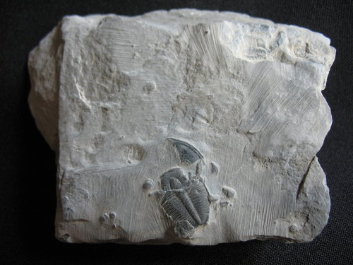 Trilobit aus Utah - Nummer 12