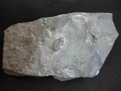 Trilobit aus Utah - Nummer 21