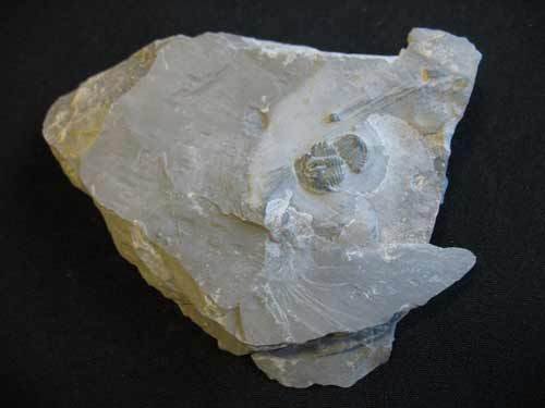 Trilobit aus Utah - Nummer 25