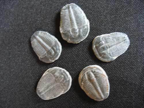 Trilobit aus Utah - einzelnes Stück