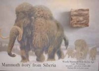 Mammut aus dem Permafrost