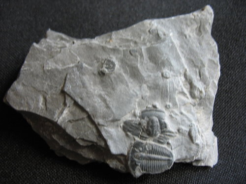 Trilobit aus Utah - Nummer 2