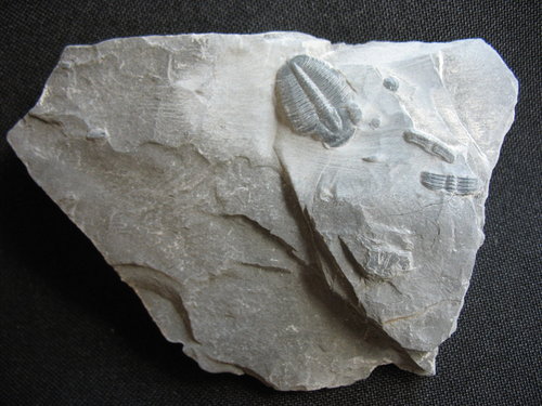Trilobit aus Utah - Nummer 9