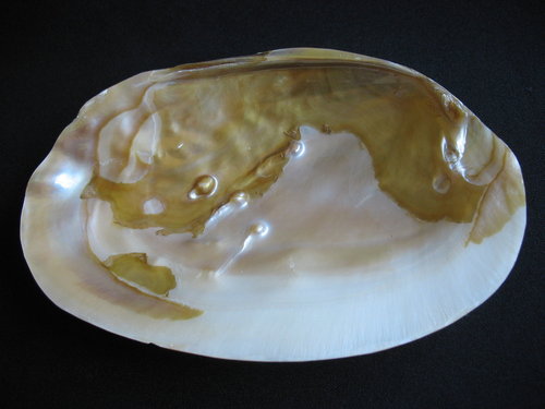 Shell with Pearls