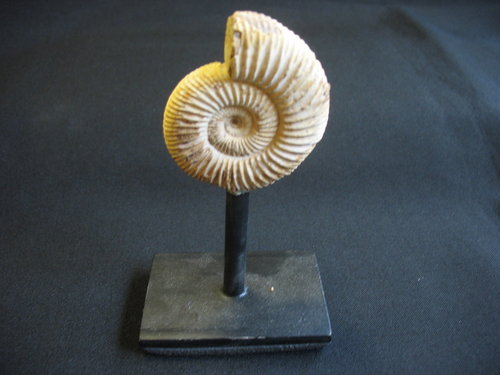Ammonit auf Ständer - Nummer 3