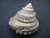 Fossil Snail from Buttenheim / Germany