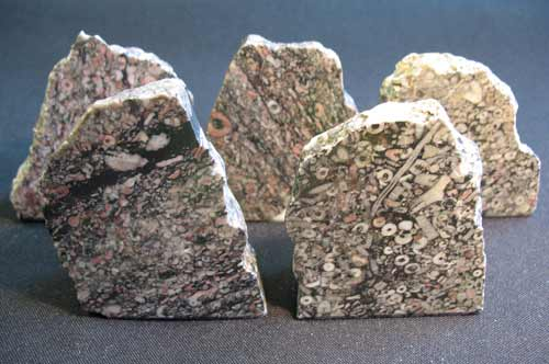 Polished Crinoide-Limestone