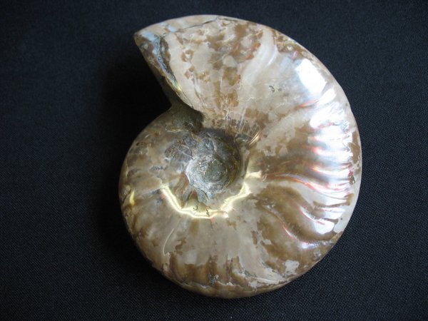 opaleszierender Ammonit - Nummer 12