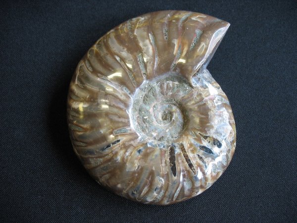 opaleszierender Ammonit - Nummer 5