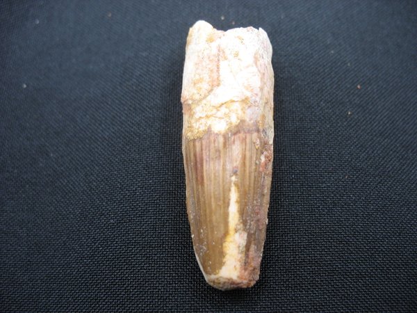 Tooth of Spinosaurus - Number 5