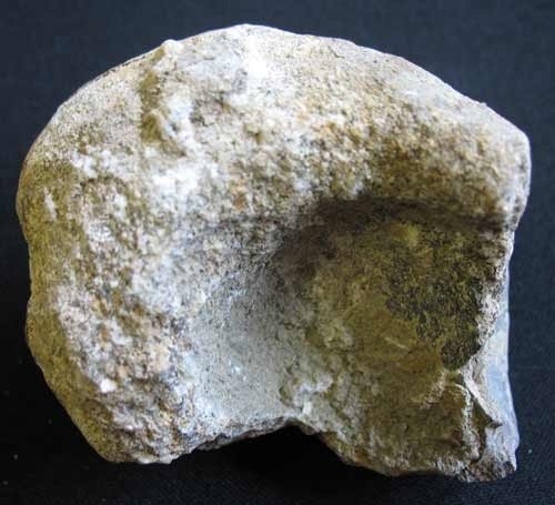 Dinosaur or Reptile Bone Fragment