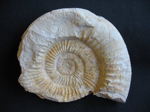 Ammonit - Nummer 18