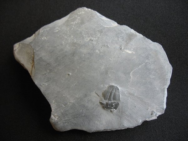 Trilobit aus Utah - Nummer 6