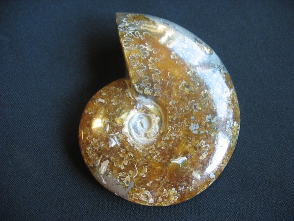 Ammonit poliert - Nummer 6