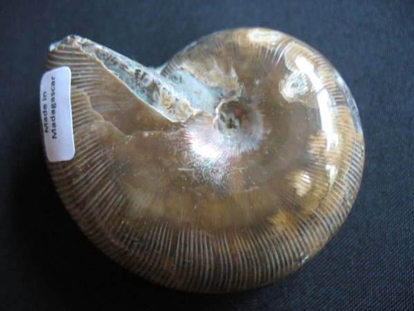 opaleszierender Ammonit - Nummer 9