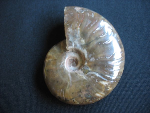 opaleszierender Ammonit - Nummer 13