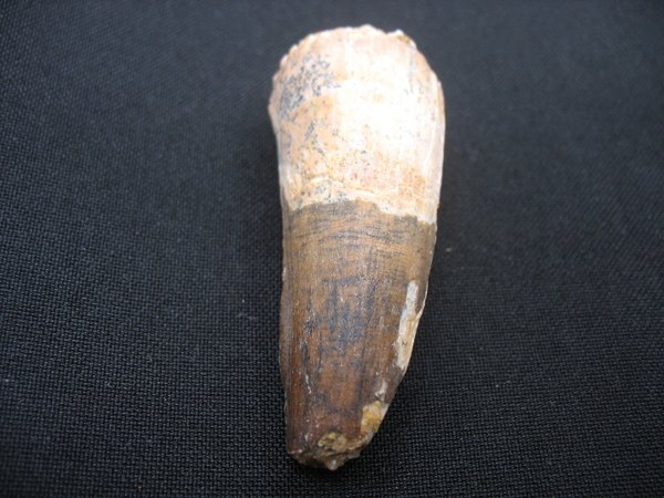 Tooth of Spinosaurus - Number 8