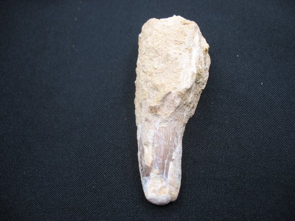 Zahn von Spinosaurus - Nummer 13