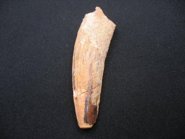 Tooth of Spinosaurus - Number 16