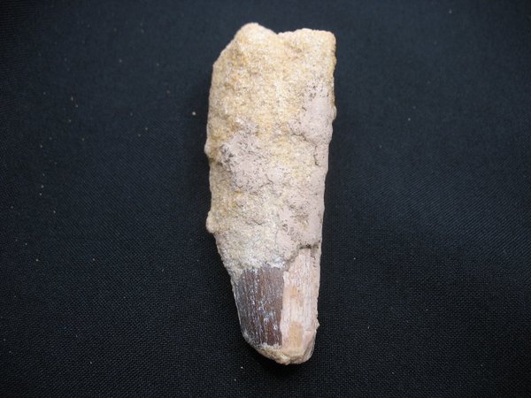 Tooth of Spinosaurus - Number 24