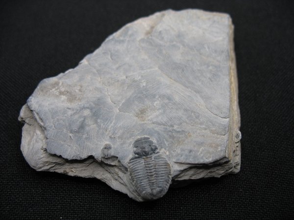 Trilobit aus Utah - Nummer 7