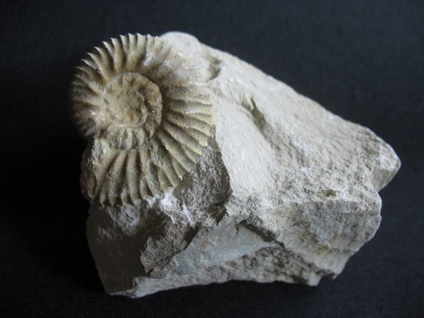 Ammonit - Nummer 8