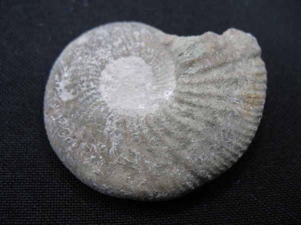 Ammonit - Nummer 12