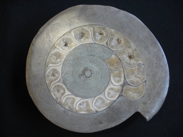 Ammonit Timor - Nummer 3