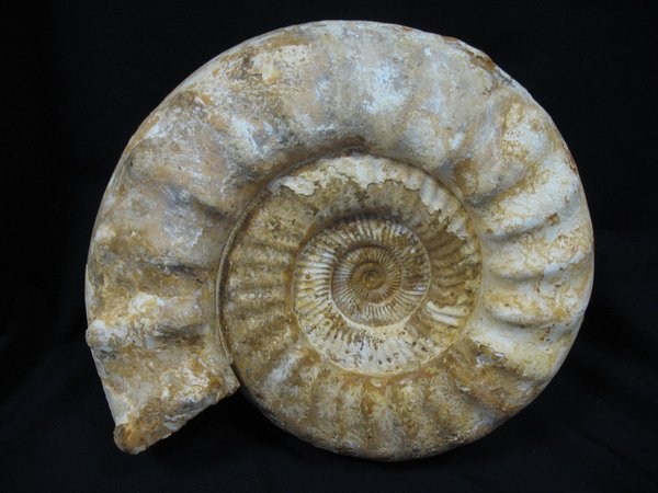 Ammonit gross - Nummer 1