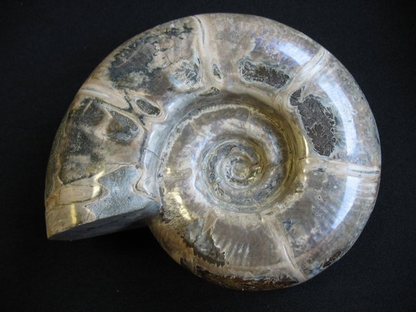 Dicker Ammonit - Nummer 5