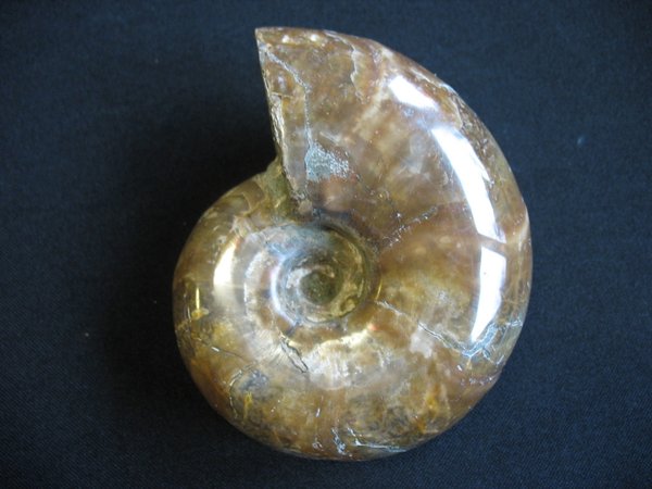 Dicker Ammonit - Nummer 3