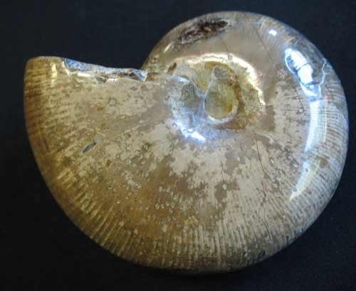 Dicker Ammonit - Nummer 11