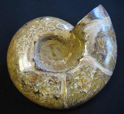 Dicker Ammonit - Nummer 16