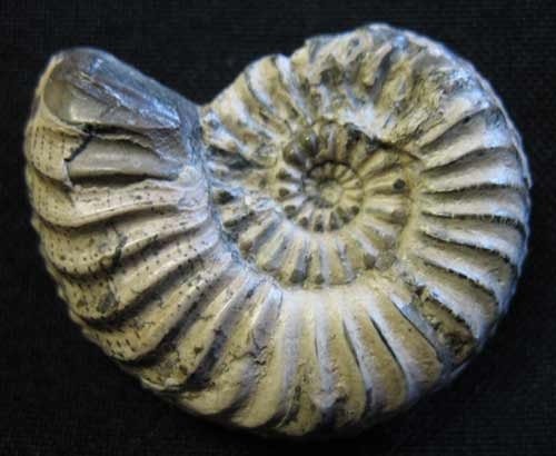 Ammonit mit Schale - Nummer 6