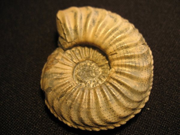Ammonit mit Schale - Nummer 5