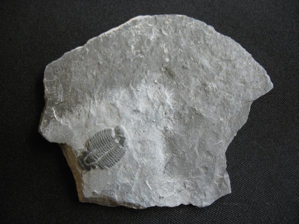 Trilobit aus Utah - Nummer 14