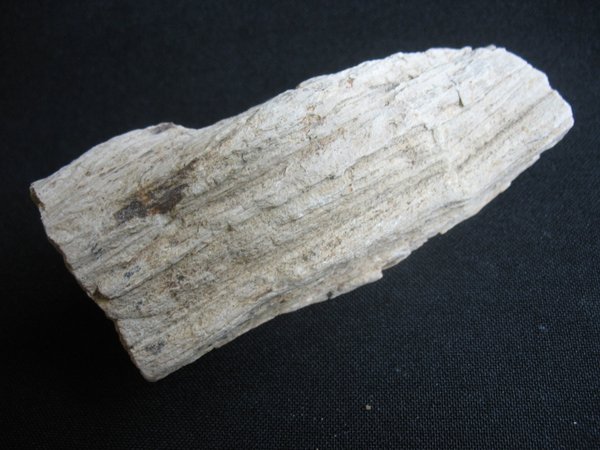 Petrified Wood - Number 8
