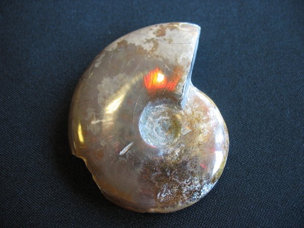 Ammonit poliert - Nummer 2