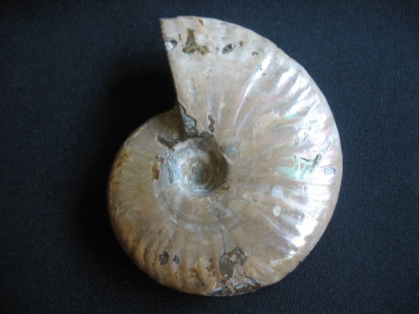 opaleszierender Ammonit - Nummer 6