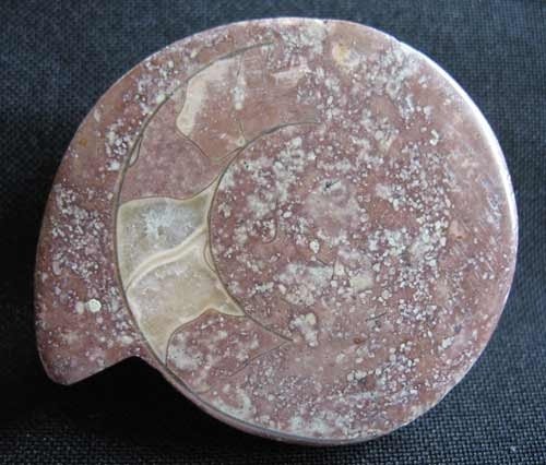 Ammonit Timor - Nummer 6